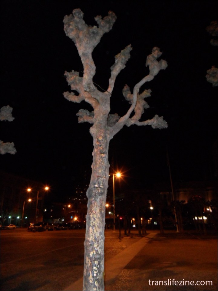 Bare tree in Civic Center, San Francisco, Ca