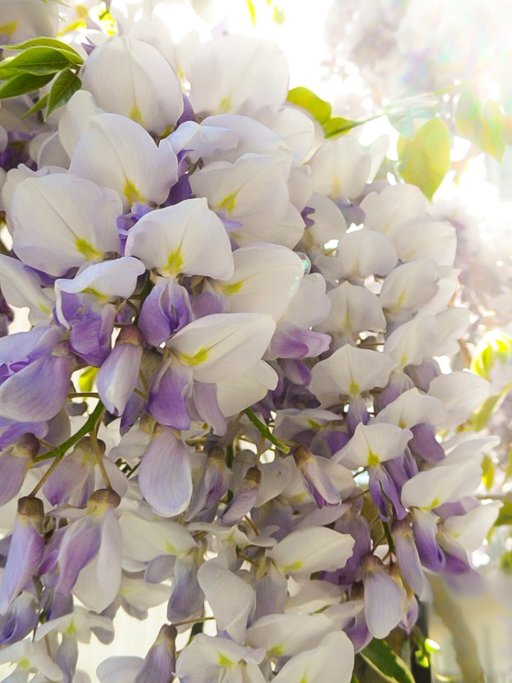 lilacs in bloom or is it